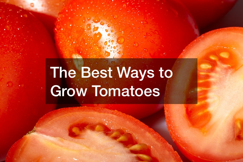 the-best-ways-to-grow-tomatoes-global-world-of-business